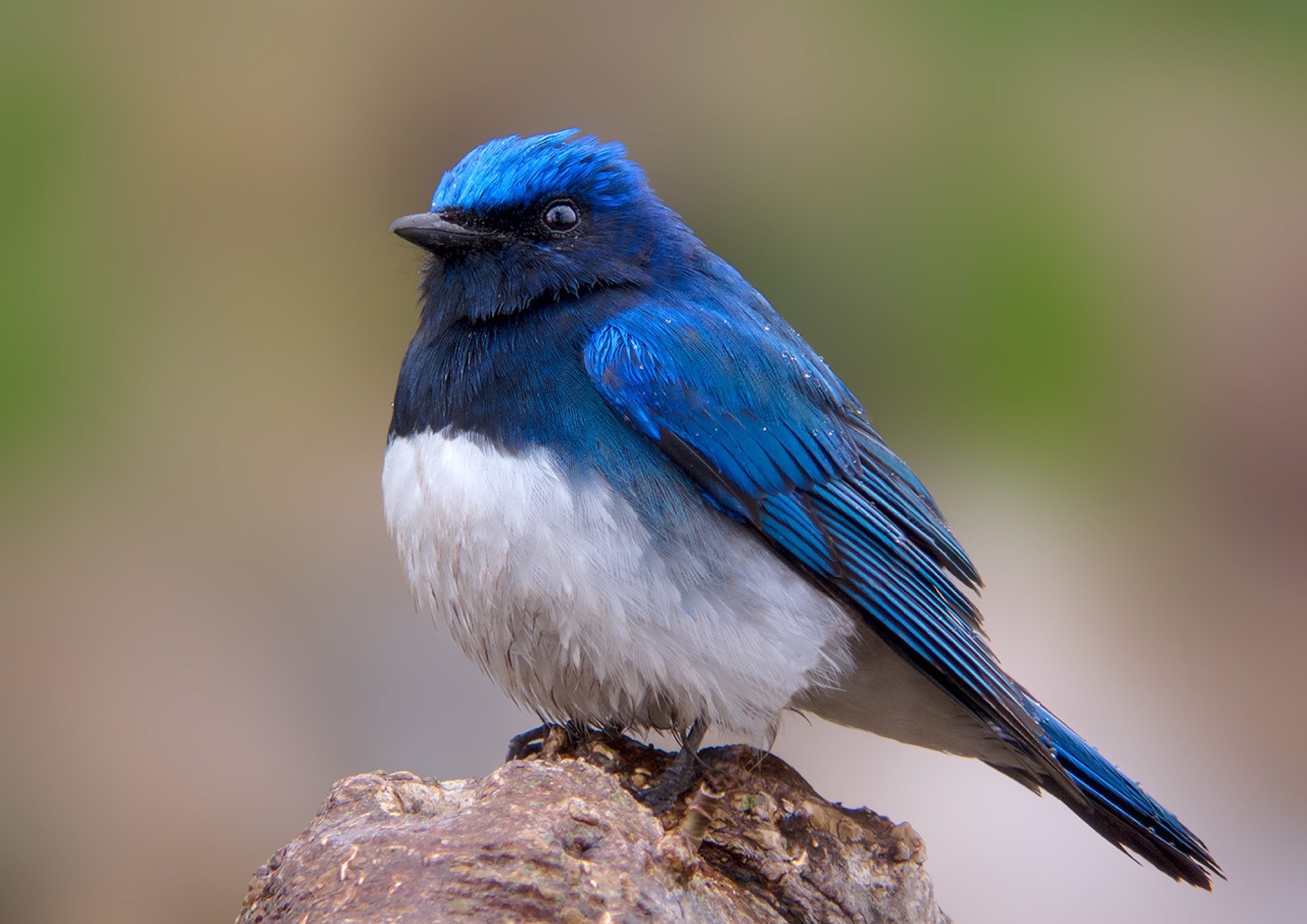 Blue and White Flycatcher オオルリ | Fallfish Tenkara